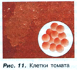 Рис. 11. Клетки томата