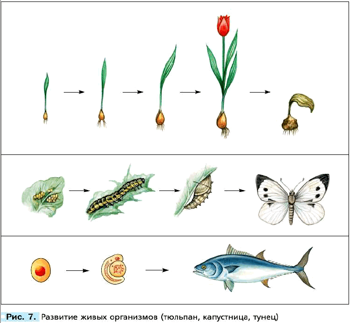 Рис. 7. Развитие живых организмов (тюльпан, капустница, тунец)