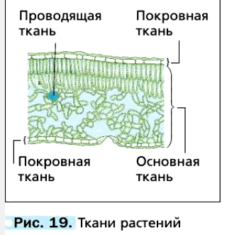 Рис. 19. Ткани растений