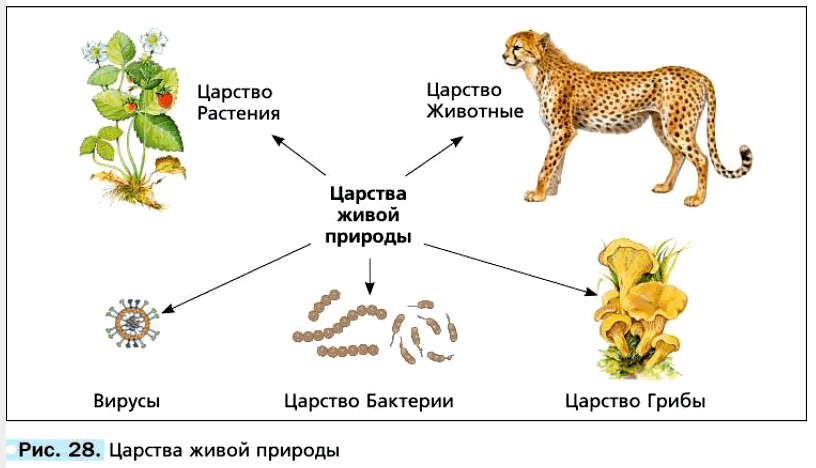 Биология 5 Пономарёва Учебник §8