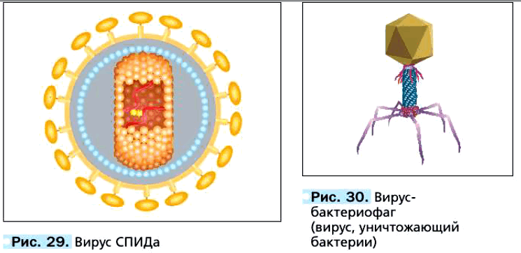 Рис. 29. Вирус СПИДа. Рис. 30. Вирус-бактериофаг (вирус, уничтожающий бактерии)