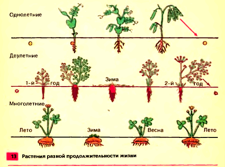 Растения разной продолжительности жизни