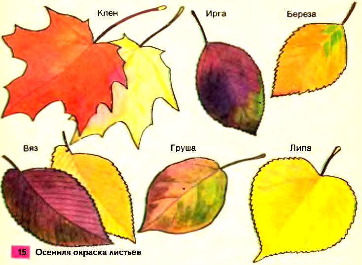Осенняя окраска листьев