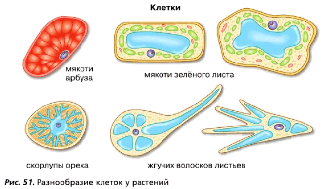 Рис. 51. Разнообразие клеток у растений