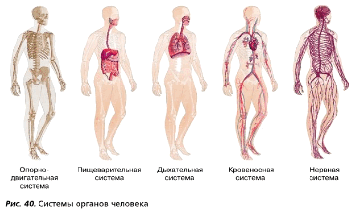 Рис. 40. Системы органов человека