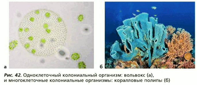Рис. 42. Одноклеточный колониальный организм: вольвокс (а), и многоклеточные колониальные организмы: коралловые полипы (б)