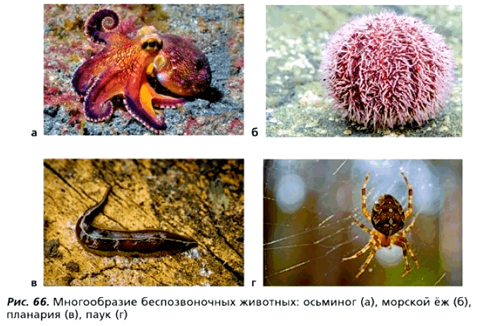 Рис. 66. Многообразие беспозвоночных животных: осьминог (а), морской ёж (б), планарии (в), паук (г)