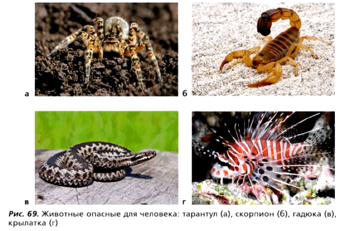 Рис. 69. Животные опасные для человека: тарантул (а), скорпион (б), гадюка (в), крылатка (г)