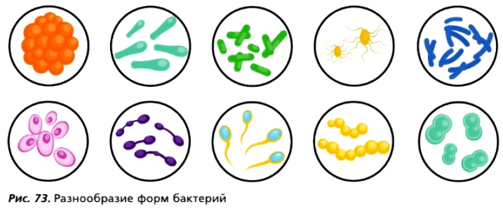 Рис. 73. Разнообразие форм бактерий