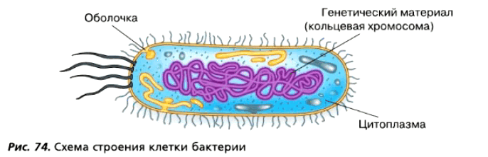 Рис. 74. Схема строения клетки бактерии