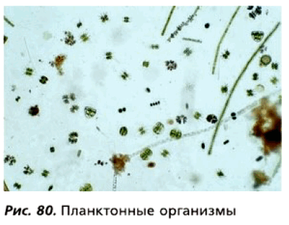 Рис. 80. Планктонные организмы