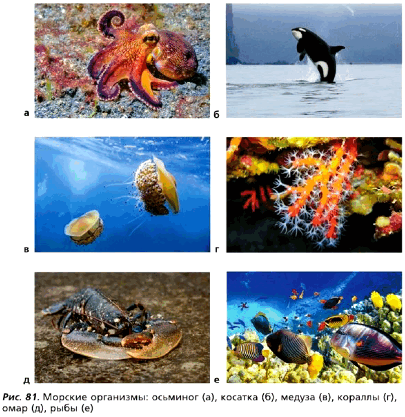 Рис. 81. Морские организмы: осьминог (а), косатка (б), медуза (в), кораллы (г), омар (д), рыбы (е)