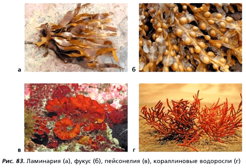 Рис. 83. Ламинария (а), фукус (б), пейсонелия (в), кораллиновые водоросли (г)