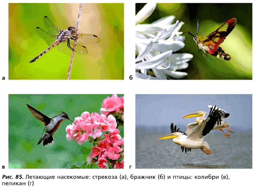Рис. 85. Летающие насекомые: стрекоза (а), бражник (б) и птицы: колибри (в), пеликан (г)